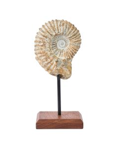 Ammonite on Plinth, 0.66kg (1pc)