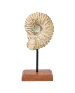 Ammonite on Plinth, 0.7kg (1pc)