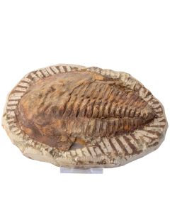 Cambropallas Trilobite 7-10", Morocco (1pc) NETT
