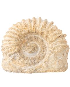 Ammonite Agadir, Cut Base (1pc) NETT