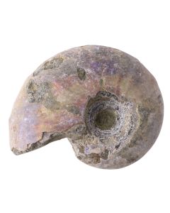 Ammonite Fossil Aragonite 0.5-1", Madagascar (1pc) NETT