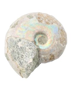 Ammonite Fossil Aragonite 1-1.5", Madagascar (1pc) NETT