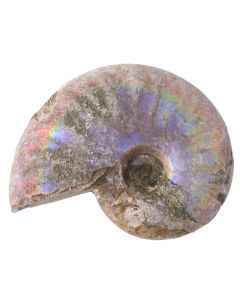 Ammonite Fossil Aragonite 1-1.5", Madagascar (1pc) NETT