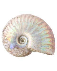Ammonite Fossil Aragonite Madagascar 1-2" Giftboxed (1pc) NETT