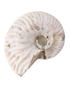 Ammonite Fossil Aragonite Madagascar 2-3" Giftboxed (1pc) NETT