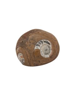 2-2.5" Ammonite, Atlas Mountains Morocco (1pc) NETT