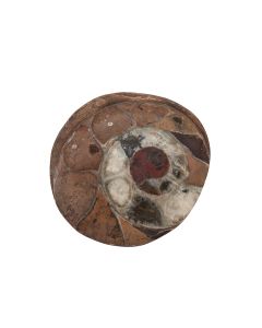 Ammonite Atlas Mountains Morocco 2.5"- 3" (1pc) NFD