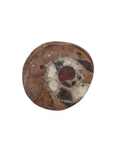 2.5-3" Ammonite, Atlas Mountains Morocco (1pc) NETT