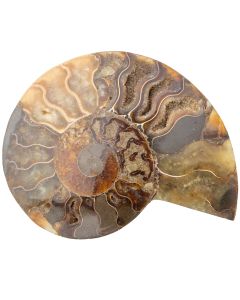 Ammonite Madagascar 4-5" (1pc) (Half) NETT