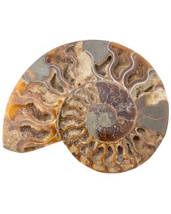 Ammonite Madagascar 5-6" (1pc) (Half) NETT