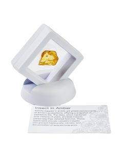 Insect in Amber in 5cm Floating Frame with ID Card (1pc)