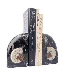 Fossil Bookends Goniatite (Morocco) (1 Pair) NETT