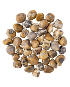 Jasper Leopard Small Tumblestone 10-20mm, India (250g) NETT