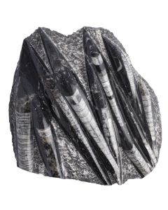 Orthoceras Multi/Rough Morocco 10-15cm (1pc) NETT