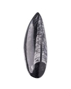 2-4" Orthoceras, Morocco (1pc) NETT