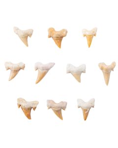 Shark Tooth Fossil Small 20mm, Morocco (10pcs) NETT