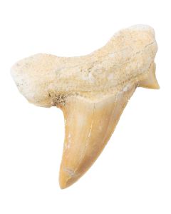 Shark Tooth Fossil Medium (10-20mm) (1 Piece) NETT