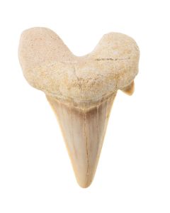 1-1.5" Sharks Tooth (1pc)  NETT