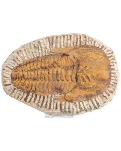 8-10" Cambropallas Trilobite, Morocco (1pc) NETT