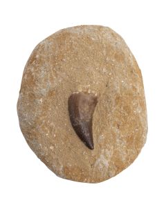 Mosasaur Tooth (no root) in Matrix 3-4"  (1pc) NETT