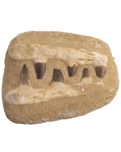 6x5" Composite Mosasaur Jaw (Full Jaw) (1pc) NETT