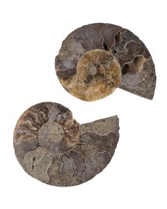 Ammonite Sliced Pair Fossils, Cretaceous, approx. 100Ma, Mahajunga Basin Madagascar (1pc) NETT