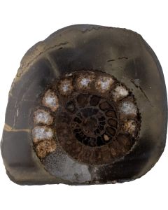 2-2.5" Ammonite Dactylioceras Cut & Polished Whitby (1pc) nett