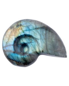 Labradorite Ammonite 1.5-2.5" (1pc) NETT