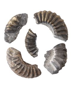 Ammonite Pleurocerus Spinatum 0-1", Bavaria (5pc) NETT