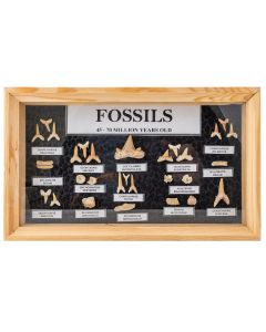 Shark Tooth Collection (1 Piece) NETT