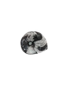 1-1.5" Polished Goniatite (1pc) NETT