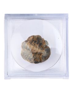 Mini Trilobite in Magnifier Box with ID Card (1pc) NETT