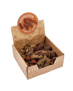 Turtle Coprolite (Fossilised Poo) Retail Box (25pcs)