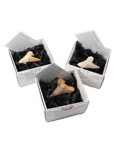 Gift Boxed Sharks Tooth, Morocco with ID Card (9pcs) NETT