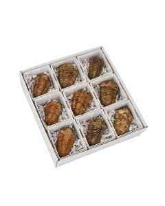 Gift Boxed Calymene Trilobite with ID Card (9pcs) NETT