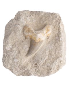 Sharks Tooth in Matrix 3-4", Morocco (1pc) NETT