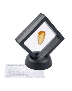 Copal with Insect in 7cm Floating Frame with ID Card (1pc)