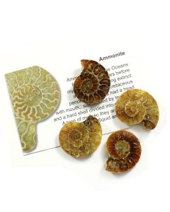 Ammonites, Madagascar (25pcs) NETT