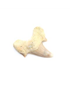 Shark Tooth Otodus 5cm (1 Piece) NETT