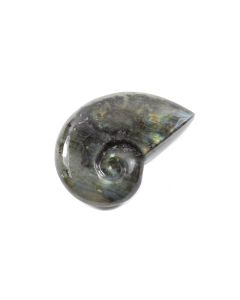 Labradorite Ammonite 2.5-3&quot; (1 Piece) NETT