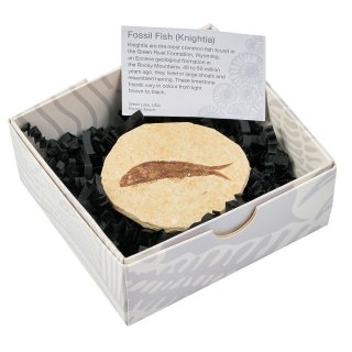 Knightia Fossil Fish Eocene Green River Formation USA (1pc) NFD