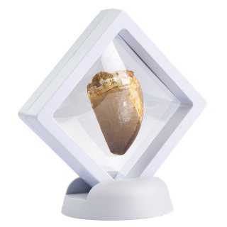Mosasaur Tooth in 7cm Floating Frame (1pc) NFD