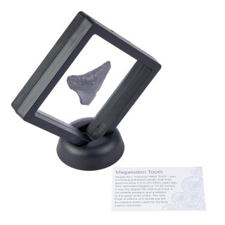 Megalodon Tooth in 9cm Clip Frame with ID Card (1pc)