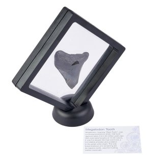 Megalodon Tooth in 11cm Clip Frame with ID Card (1pc)