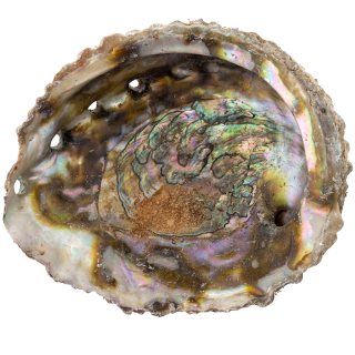 Paua Shell Haliotis (1kg, approx. 5pcs) NETT