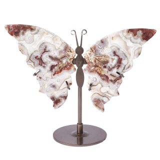 Crazy Lace Butterfly (1pc) NFD