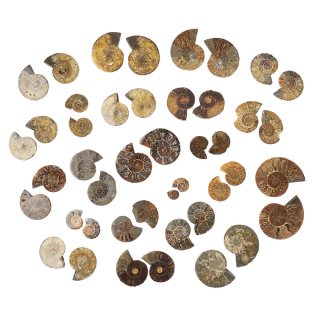 Ammonite pairs B Grade (KGS) NFD