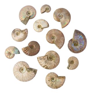 Whole Blue Opalized Ammonites,10-50mm (250g) NFD