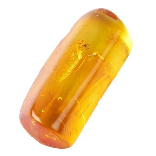 Amber with Fly (0.5 to 1gram) (1pc)