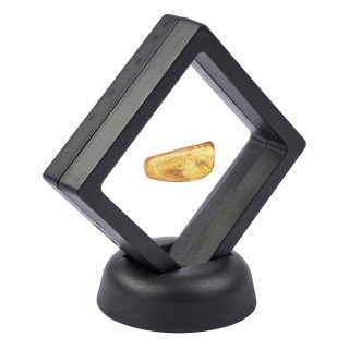 Insect in Amber (1 to 1.5gram/pc) in floating frame